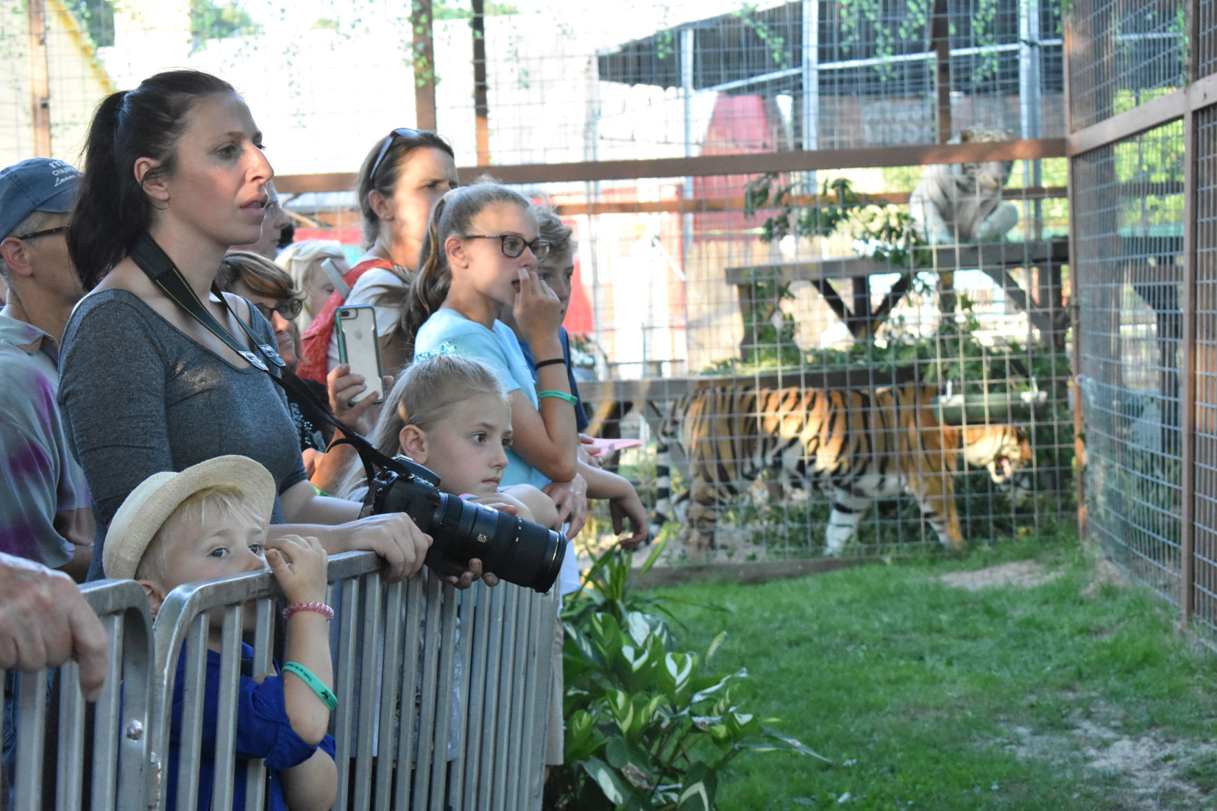 Crowd watches new baby tigers play